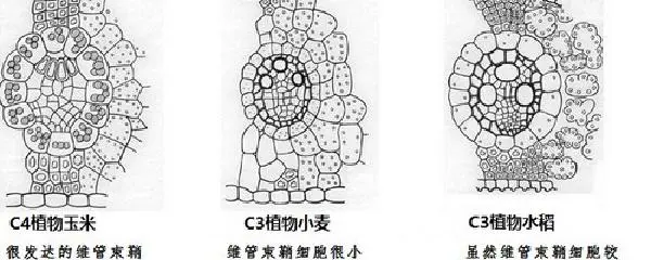 哪里可以学习到提升篮球心态的方法_0
